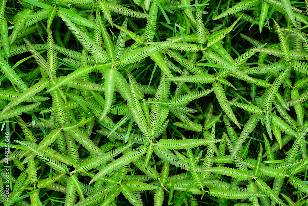 abstract green leaf texture, tropical leaf, nature background.
abstract green leaf texture, tropical leaf, nature background.