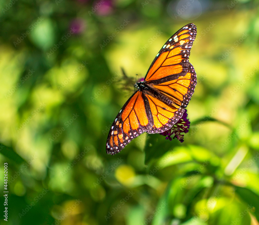 Naklejka premium butterfly on flower