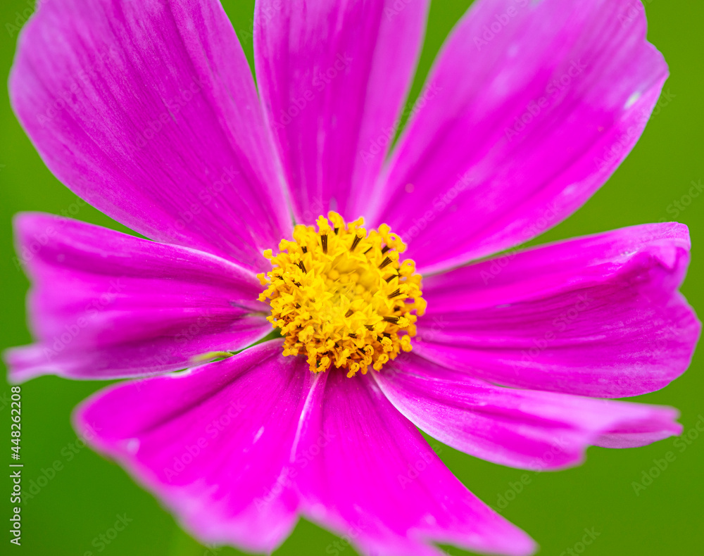 Garden Cosmos Flower Garden Cosmos Flower