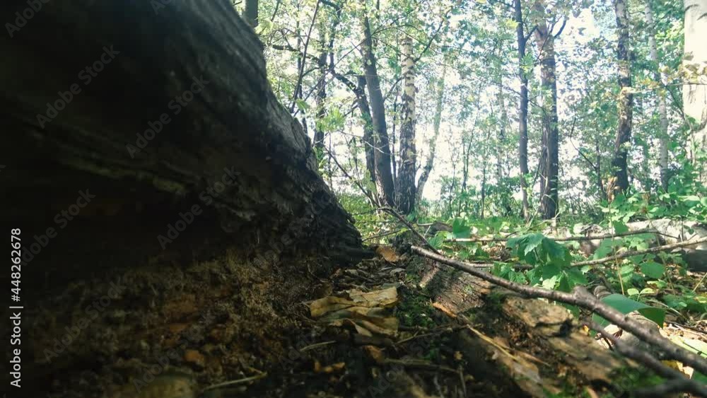 In the forest, the wind moves through the foliage in sunny weather In the forest, the wind moves through the foliage in sunny weather