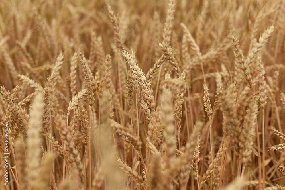 Spikelet of wheat growing on the field Spikelet of wheat growing on the field