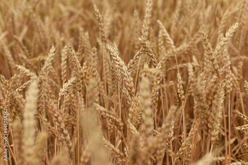 Spikelet of wheat growing on the field