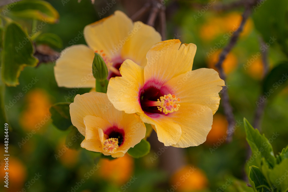 beautiful hibiscus yellow flower beautiful hibiscus yellow flower