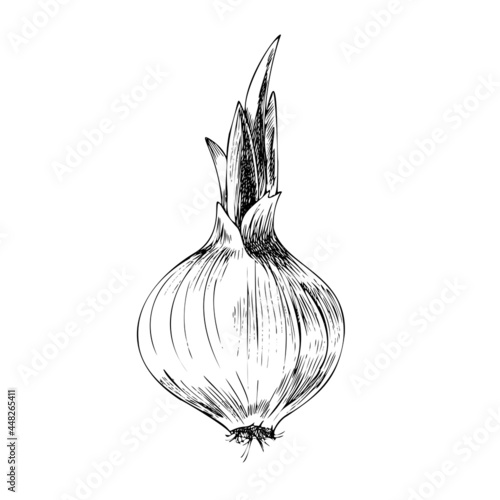 Vector hand-drawn vegetable Illustration. Detailed retro style  onion  sketch. Vintage sketch element for labels, packaging and cards design.