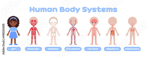 Black Cute Afro Girl and the Human Body System. Muscular, Skeletal, Nervous, Digestive, Circulatory, Respiratory. Flat Color Cartoon Style. White background. Design for kids medical education. Vector