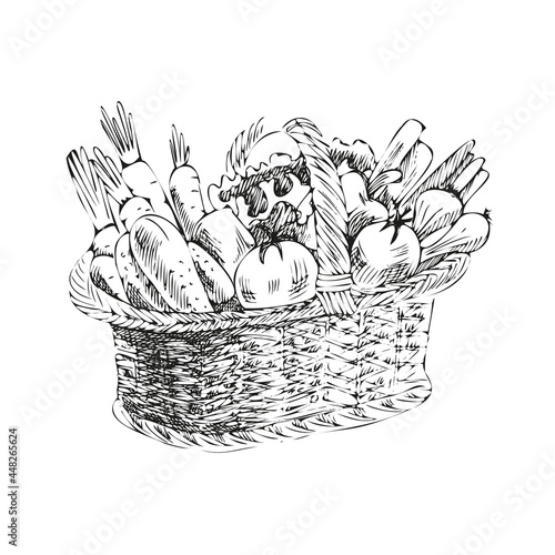 Vector hand-drawn vegetable Illustration. Detailed retro style    sketch of a basket with vegetables. Vintage sketch element for labels, packaging and cards design.
