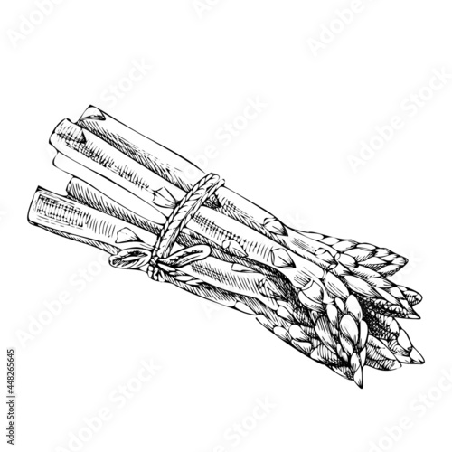 Vector hand-drawn vegetable Illustration. Detailed retro style  asparagus  sketch. Vintage sketch element for labels, packaging and cards design.