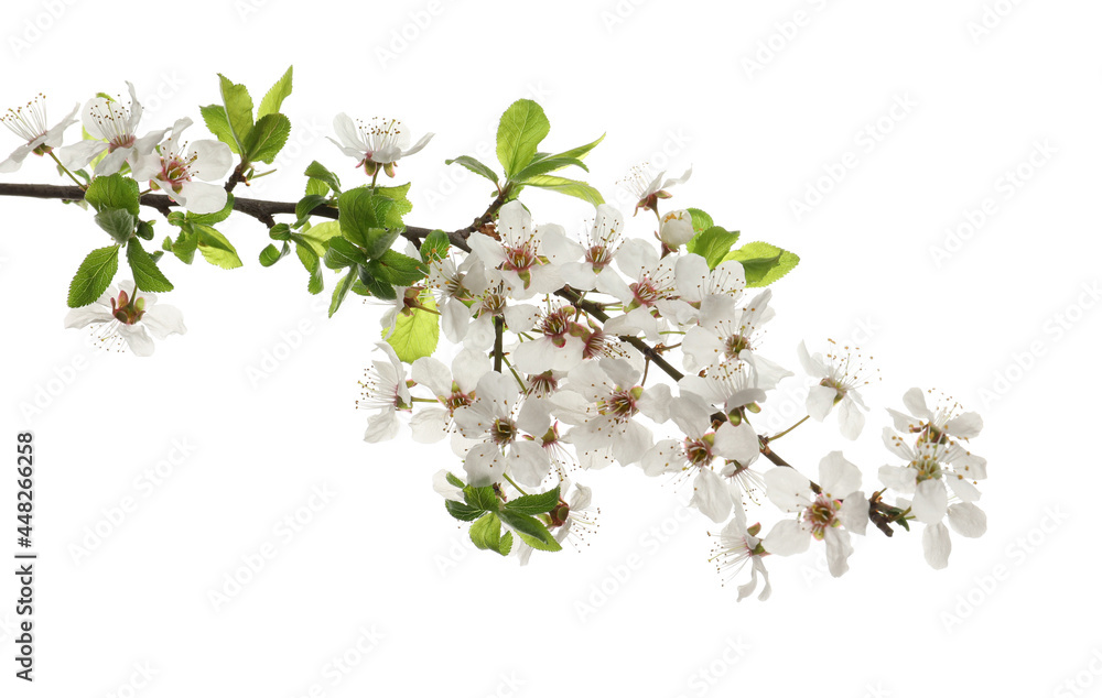 Cherry tree branch with beautiful blossoms isolated on white Cherry tree branch with beautiful blossoms isolated on white