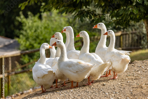 Fotografia, Obraz A gaggle of geese in Tuscany