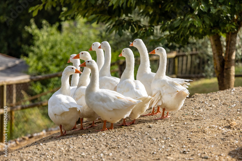 Fotografiet Gaggle of geese in Tuscany Italy