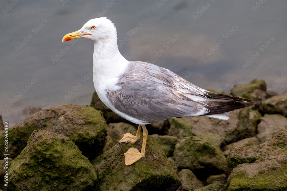Fototapeta premium Close up of seagull bird