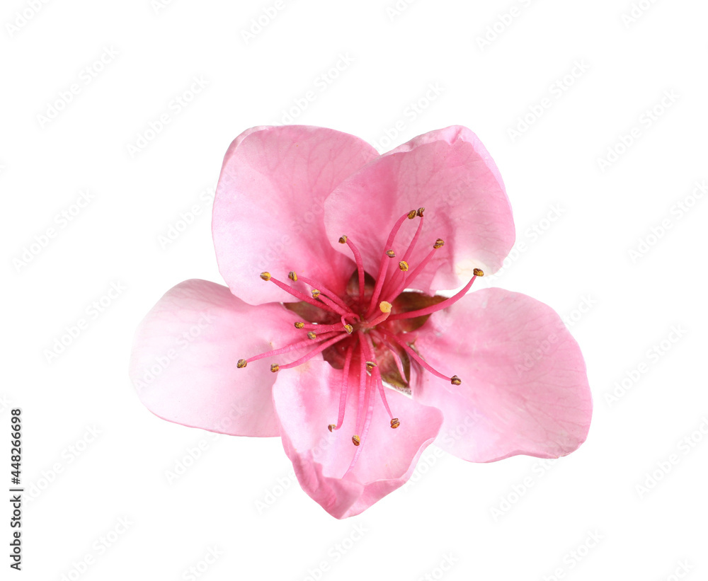 Fototapeta premium Beautiful sakura tree flower isolated on white