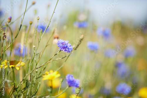 Blumenwiese mit bunten Blumen, Frühlingsmotiv, Schnittblumen zum pflücken, Mohn, Kornblumen, Butterblumen