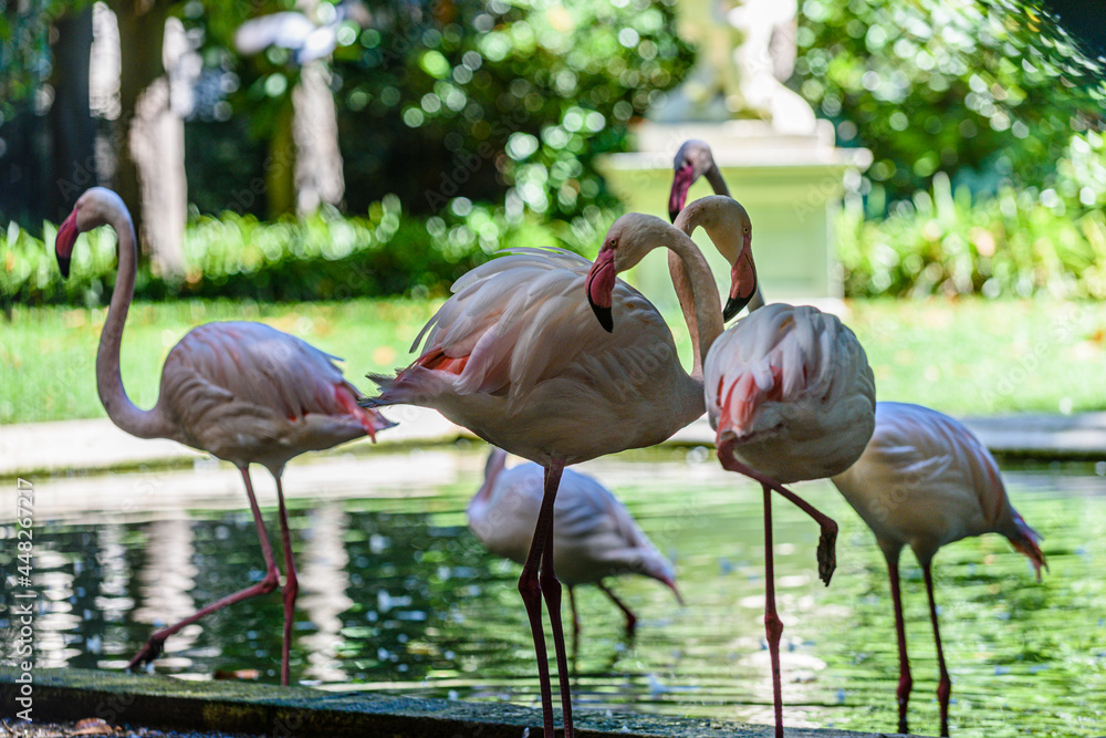 Fototapeta premium Milano, fenicotteri nel parco di Villa Invernizzi, Corso Venezia