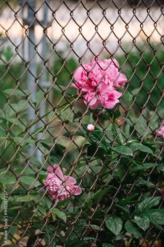 peony flowers summer garden fence 