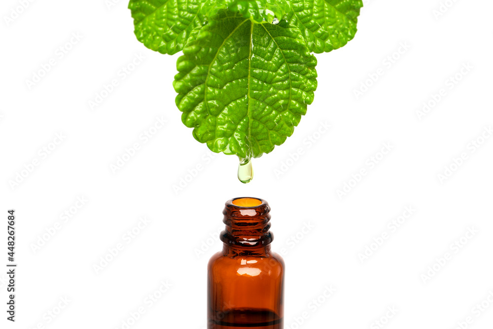 Mint Herbal, natural medicine oil drop falling down from a leaf to the bottle, with copy space Mint Herbal, natural medicine oil drop falling down from a leaf to the bottle, with copy space