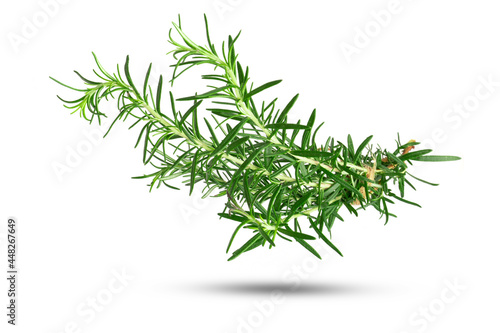 Branch of rosemary on white background