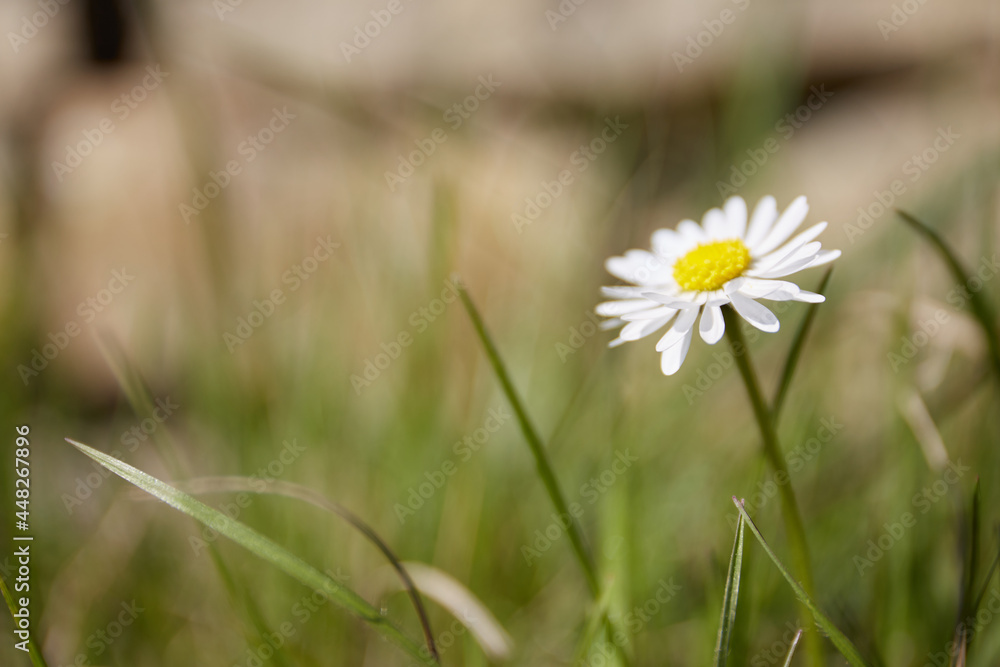 Gänseblümchen blüht in Wiese, Makroaufnahme Gänseblümchen blüht in Wiese, Makroaufnahme