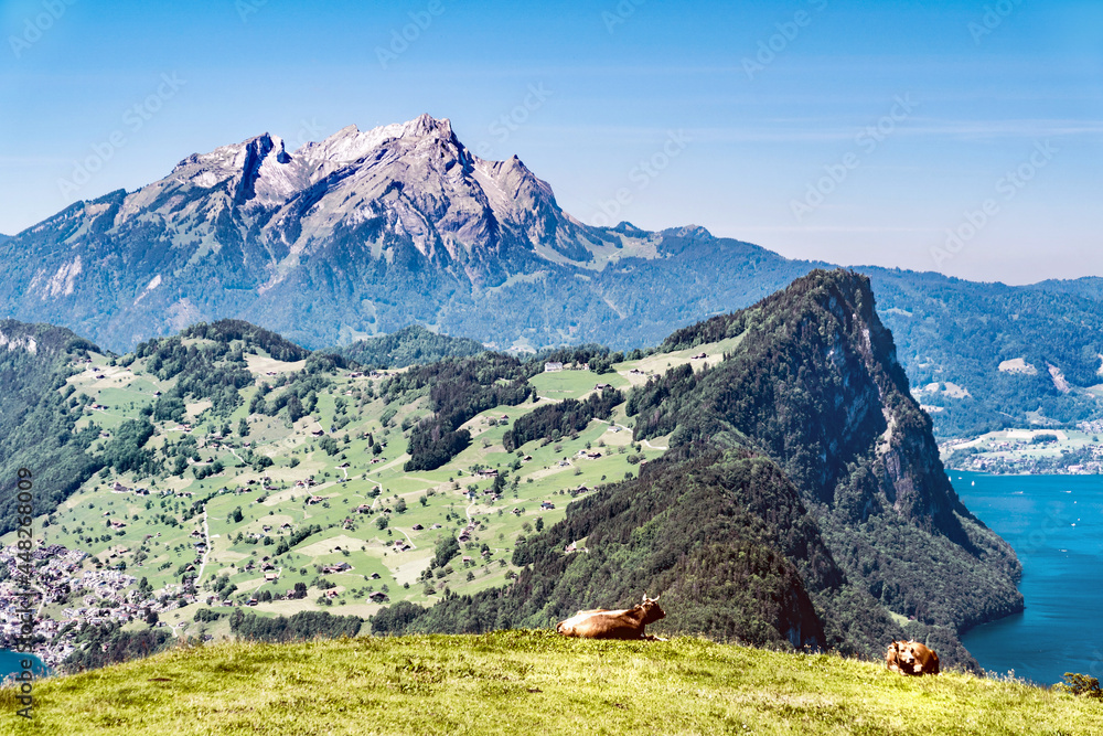 Vierwaldstättersee, Pilatus und Bürgenstock. Kühe am Weiden. Berge und schweizer Alpen. Schweiz