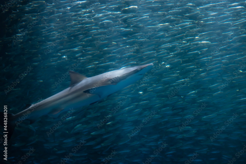 shark swim with many small fish in aquarium