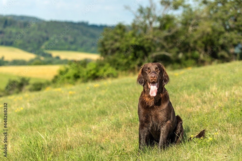 Loyal friend. Blurred background. A beautiful dog. Puppy brown flat coated retriever on a green meadow. Hunting dog.