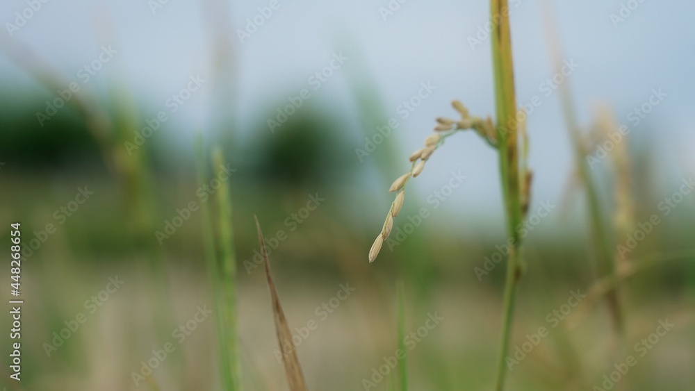 A beautiful young ear of rice. Macro close-up of a spikelet of rice developing in the wind against a blurry background of a green rice field and a blue sky in slow motion A beautiful young ear of rice. Macro close-up of a spikelet of rice developing in the wind against a blurry background of a green rice field and a blue sky in slow motion