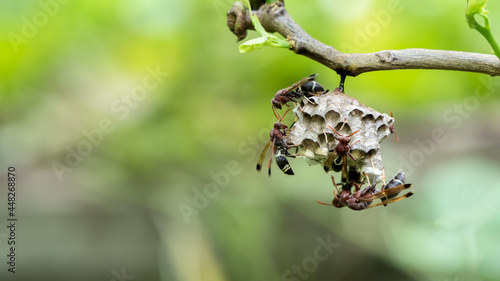 Wasp building a nest on a tree.