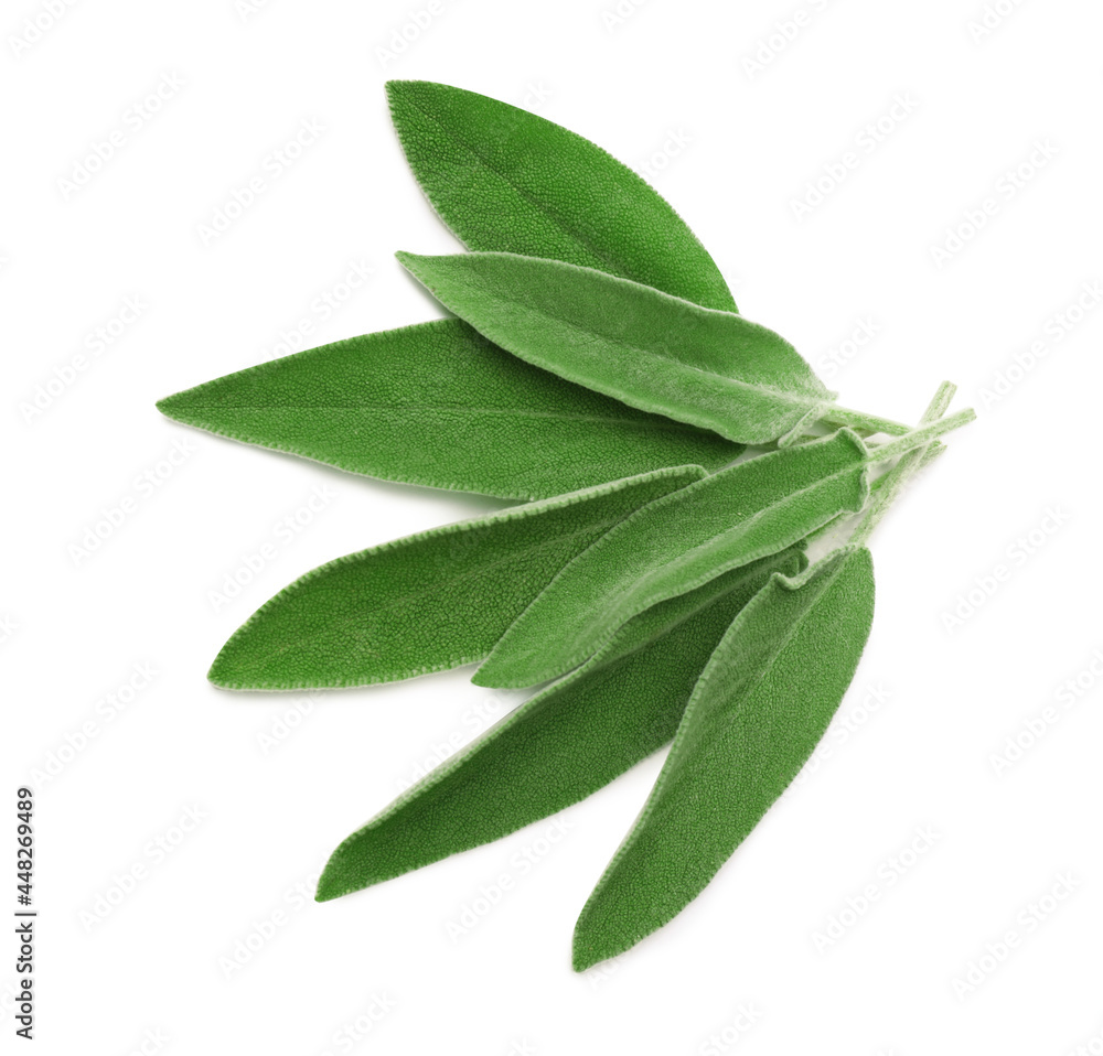 Fresh green sage leaves isolated on white, top view