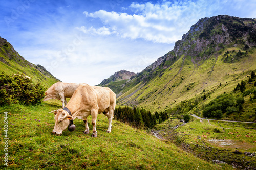 Canvas Print col du tourmalet, some cows in the valley