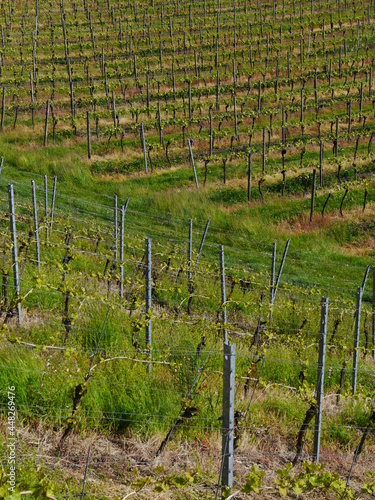 Weinreben am Bodensee photo