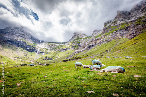 landscape with cows and clouds in troumouse photo