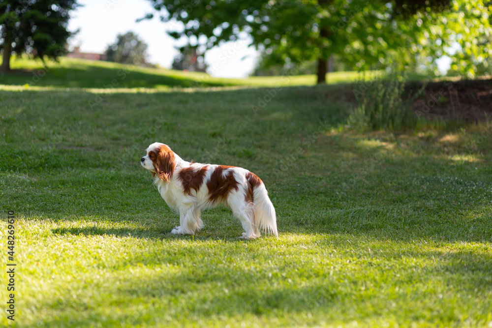 A Cavalier King Charles Spaniel dog outdoor A Cavalier King Charles Spaniel dog outdoor