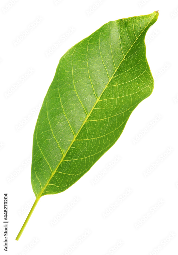 Green leaf of walnut tree isolated on white Green leaf of walnut tree isolated on white