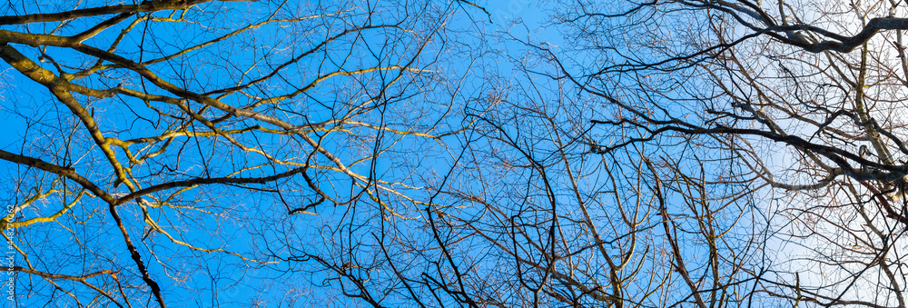 Dry bare tree branches on a background of blue sky in sunny weather Dry bare tree branches on a background of blue sky in sunny weather