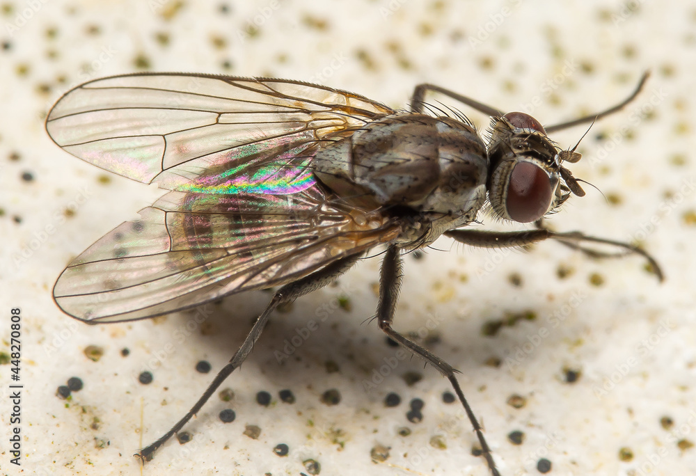 Obraz premium mosca, inseto, macro, natureza, fauna