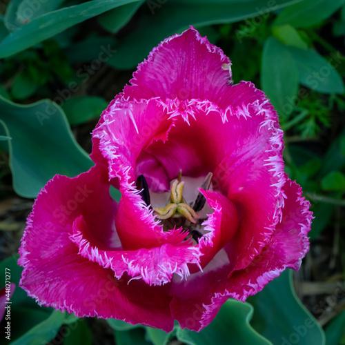 Tulip at Veldheer Tulip Gardens, Holland, MI photo