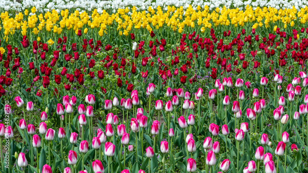Tulips at Veldheer Tulip Gardens, Holland, MI