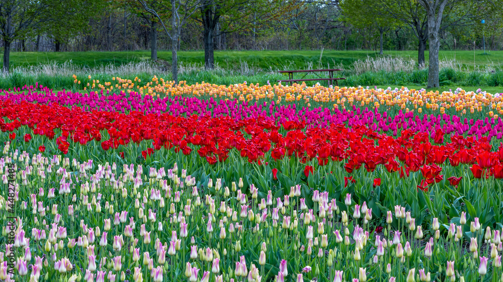 Tulips at Veldheer Tulip Gardens, Holland, MI