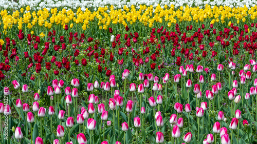 Tulips at Veldheer Tulip Gardens, Holland, MI © Steve Lagreca