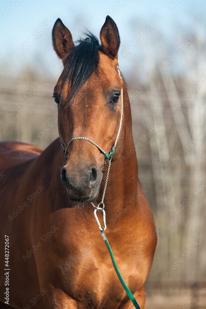 Beautiful bay arabian horse