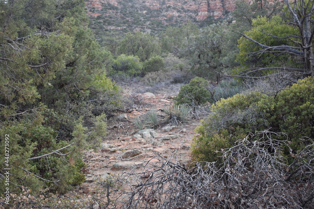 Obraz premium Red Rock State Park in Sedona Arizona