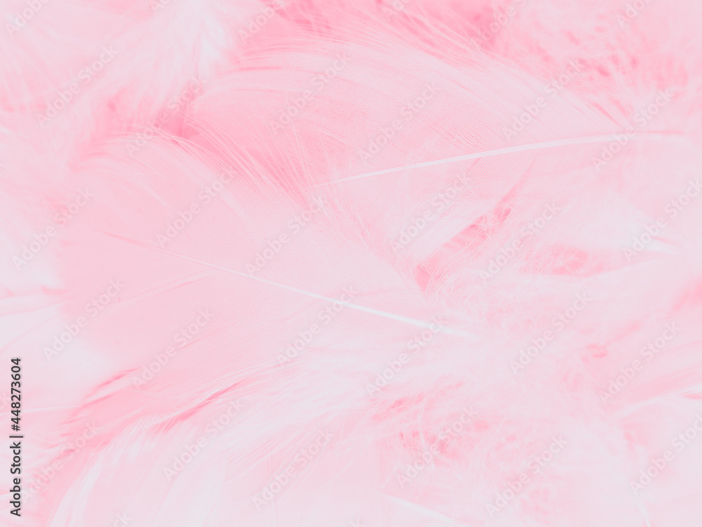 Beautiful abstract light pink feathers on white background, white feather frame on pink texture pattern and pink background, love theme wallpaper and valentines day, white gradient Beautiful abstract light pink feathers on white background, white feather frame on pink texture pattern and pink background, love theme wallpaper and valentines day, white gradient