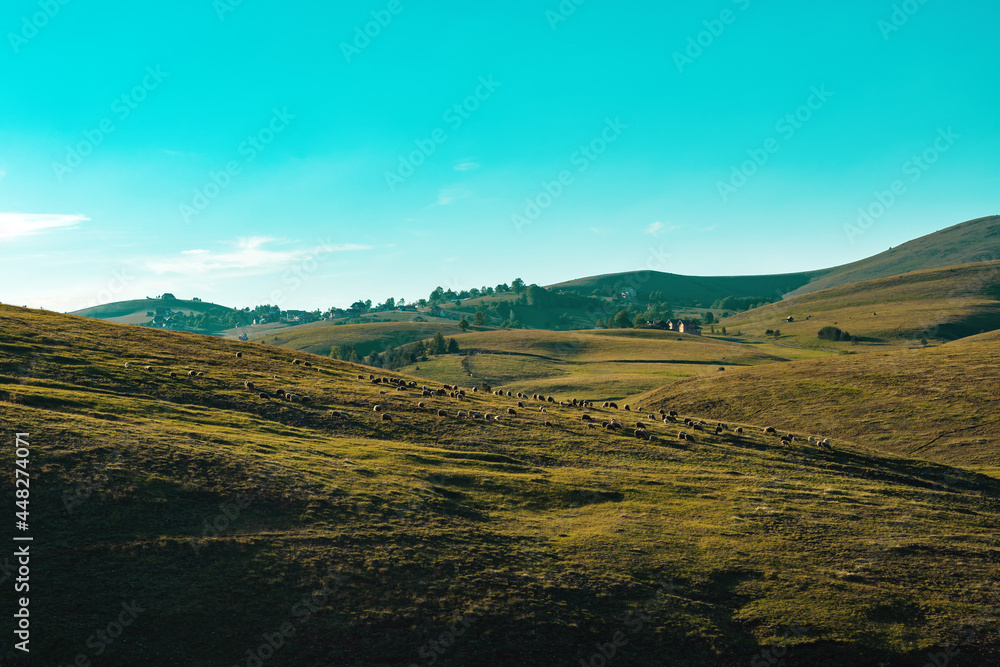 Herd of sheep grazing on Zlatibor mountain slope in spring sunset