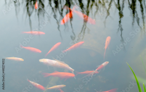 Gold fish Carp in the pond. Colorful koi fish swimming © ImageSine