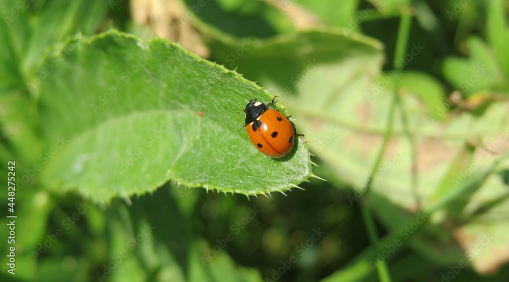 Ladybug on a green leaf in the garden, panoramic view Ladybug on a green leaf in the garden, panoramic view