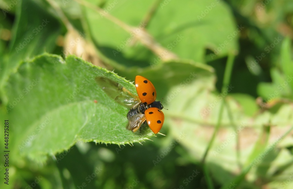 Ladybug with spread wings on green leaf in the garden, closeup Ladybug with spread wings on green leaf in the garden, closeup
