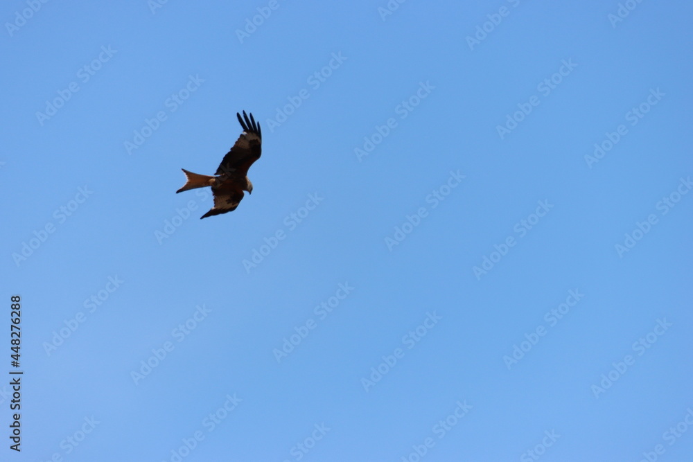 beautiful bird of prey eagle claws feathers speed flight beautiful bird of prey eagle claws feathers speed flight
