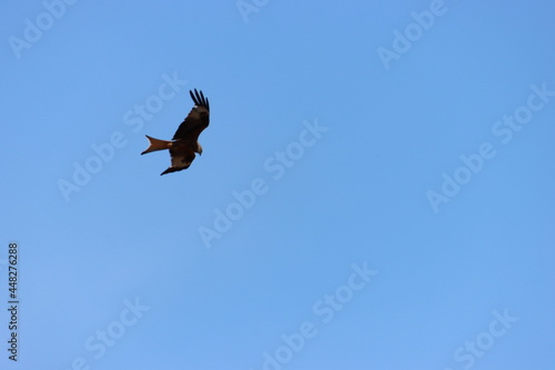 beautiful bird of prey eagle claws feathers speed flight