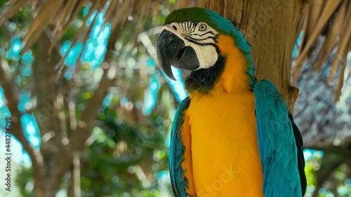blue and yellow macaw photo