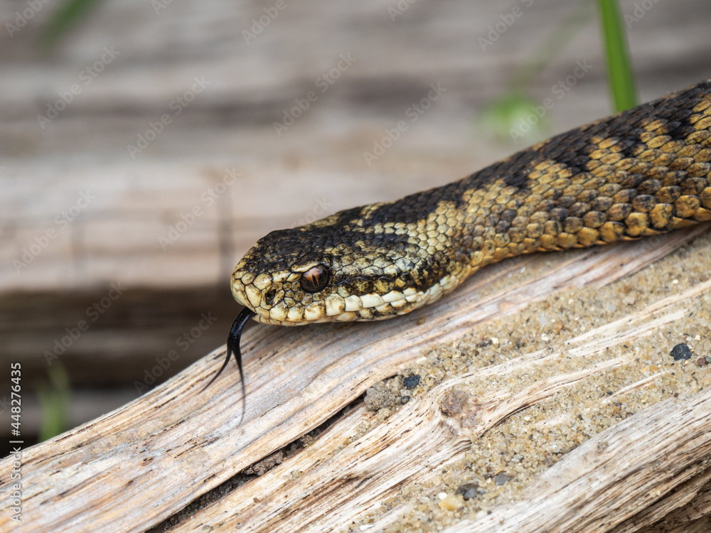 Adder Snake Head. Tongue Out. Adder Snake Head. Tongue Out.
